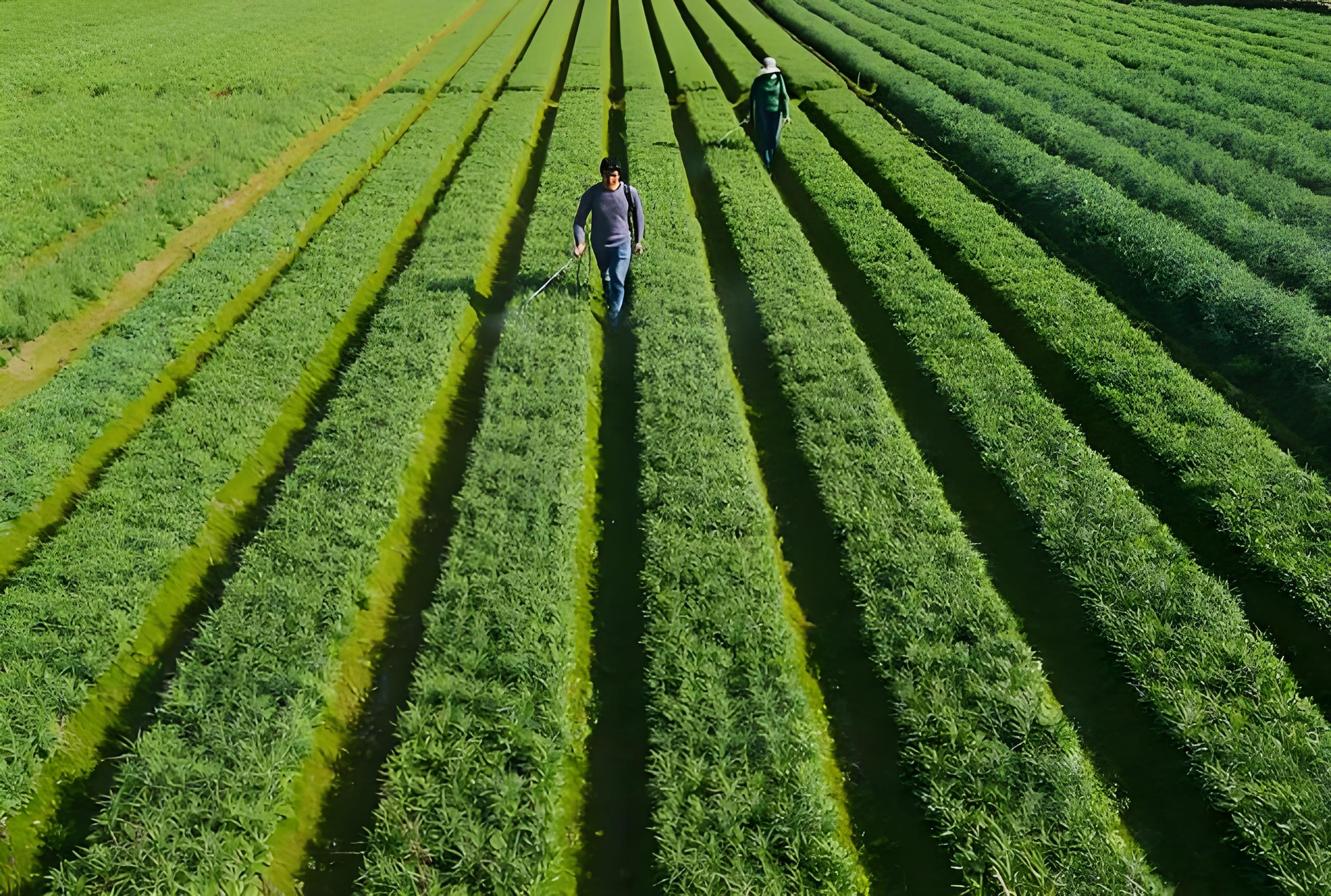 作物长势利用卫星遥感和无人机遥感区别(图1)